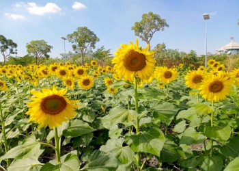 ปักหมุด-8-จุดชมทุ่งดอกไม้งาม-บานสะพรั่งใกล้กรุงฯ-–-ผู้จัดการออนไลน์