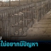 ฟาร์มหมูราชบุรี-ขอเงียบเพราะไม่อยากมีปัญหา-|-เข้มข่าวเย็น-–-pptvhd36.com
