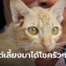 ปังเว่อร์!-เจ้าของเลี้ยงแมว-6-หู-2-ไฝ-ให้โชคจุกๆ-หวยงวดที่แล้วรับทรัพย์ครึ่งแสน